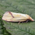 Agapeta hamana - Kenneth Noble